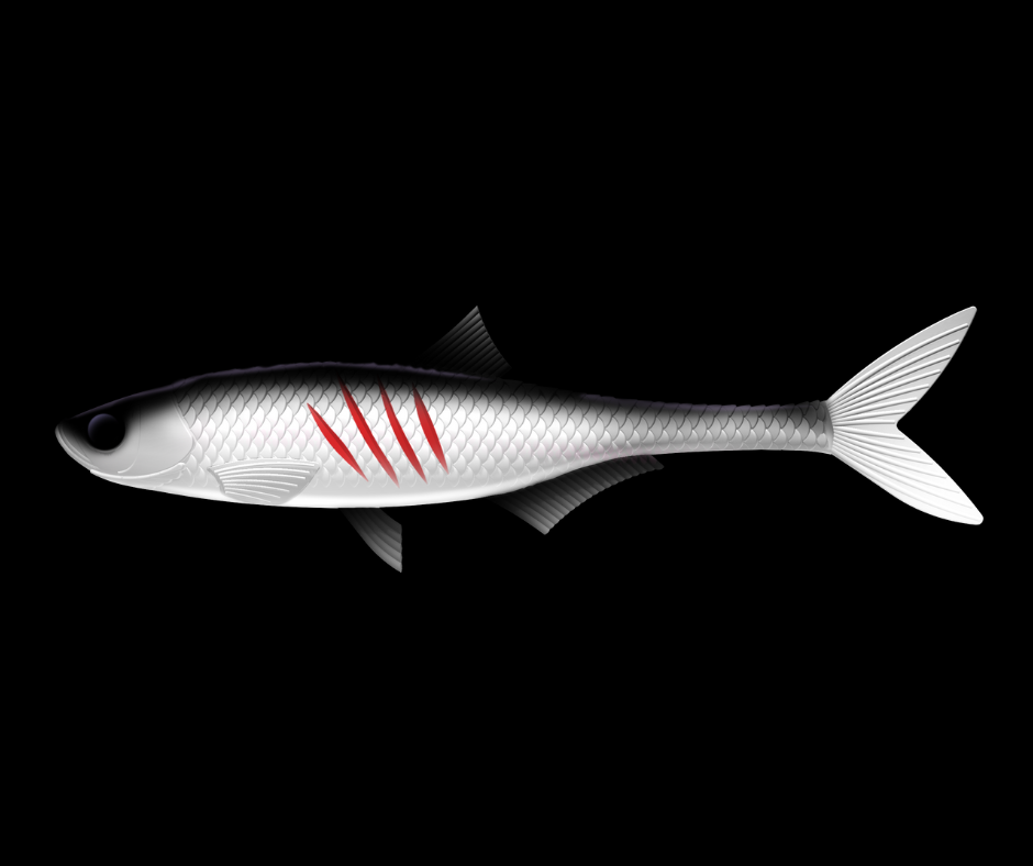 Dead Fish