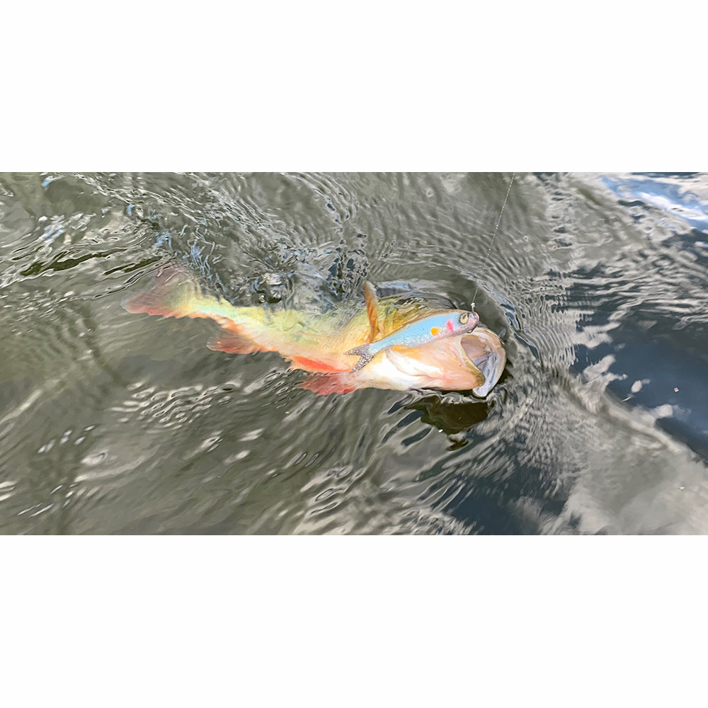 Savage Gear Craft Dying Minnow 10cm Roach 5ks