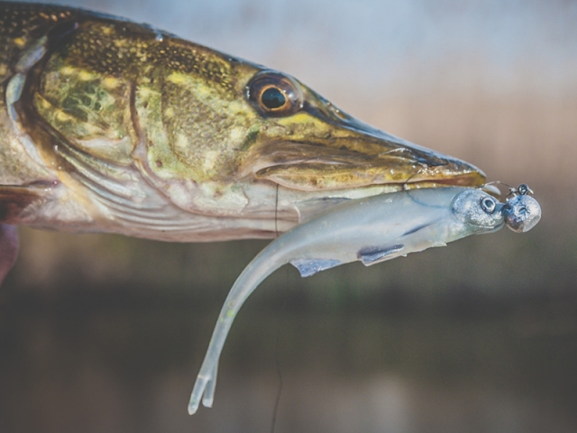 Angry Lures Bleak V-Tail 7cm NBO