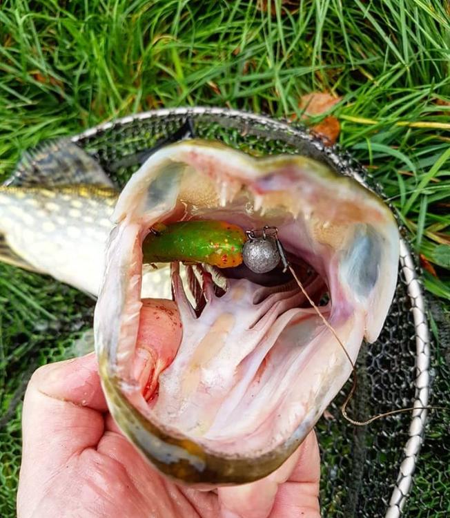 Revolution Tackle Dag Shad 10cm Green Hornet