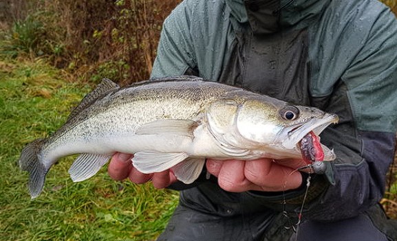 Revolution Tackle Dag Shad 10cm Green Hornet