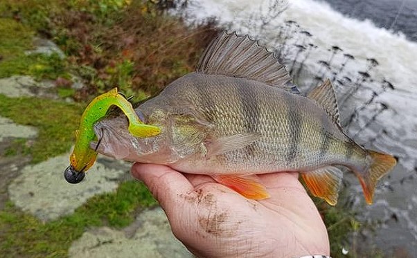 Revolution Tackle Dag Shad 10cm Phantom