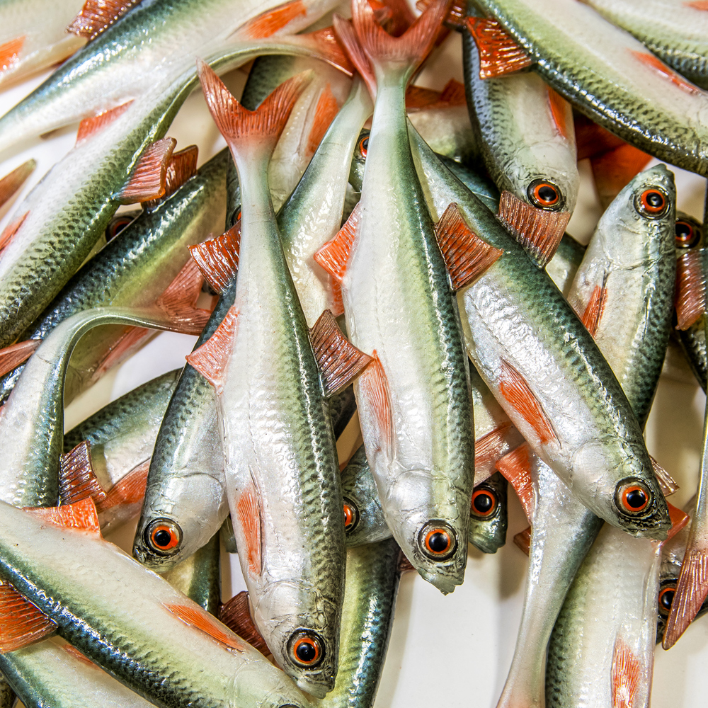 Angry Lures Bleak F-Tail 12,5cm NOO