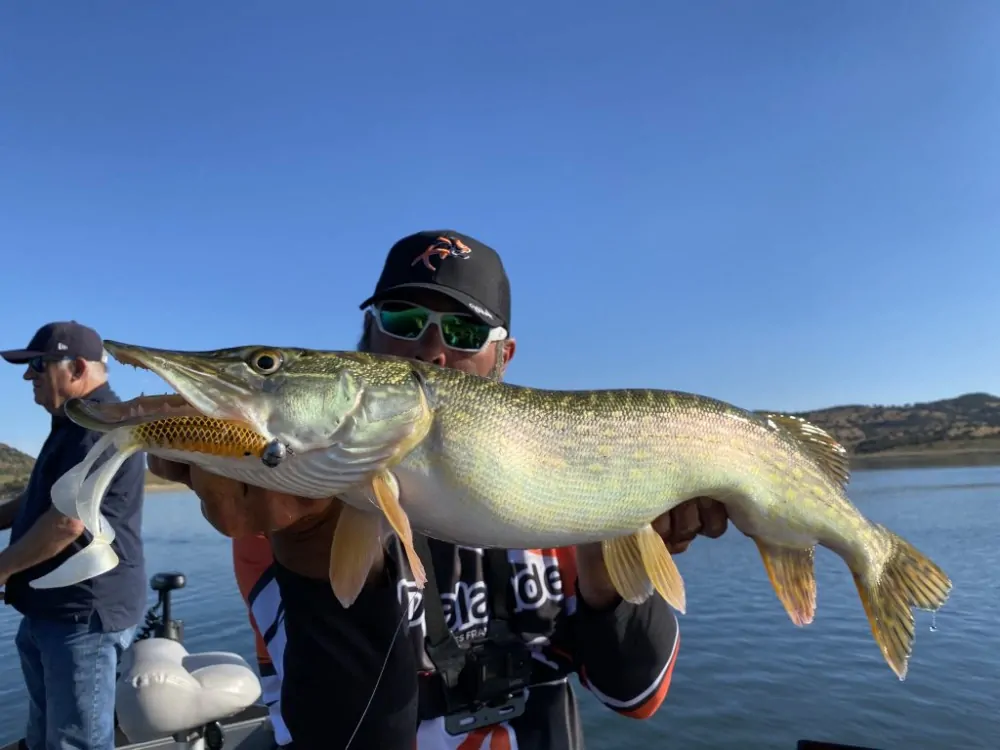 Delalande Neo Frog 18cm Yellow Frog