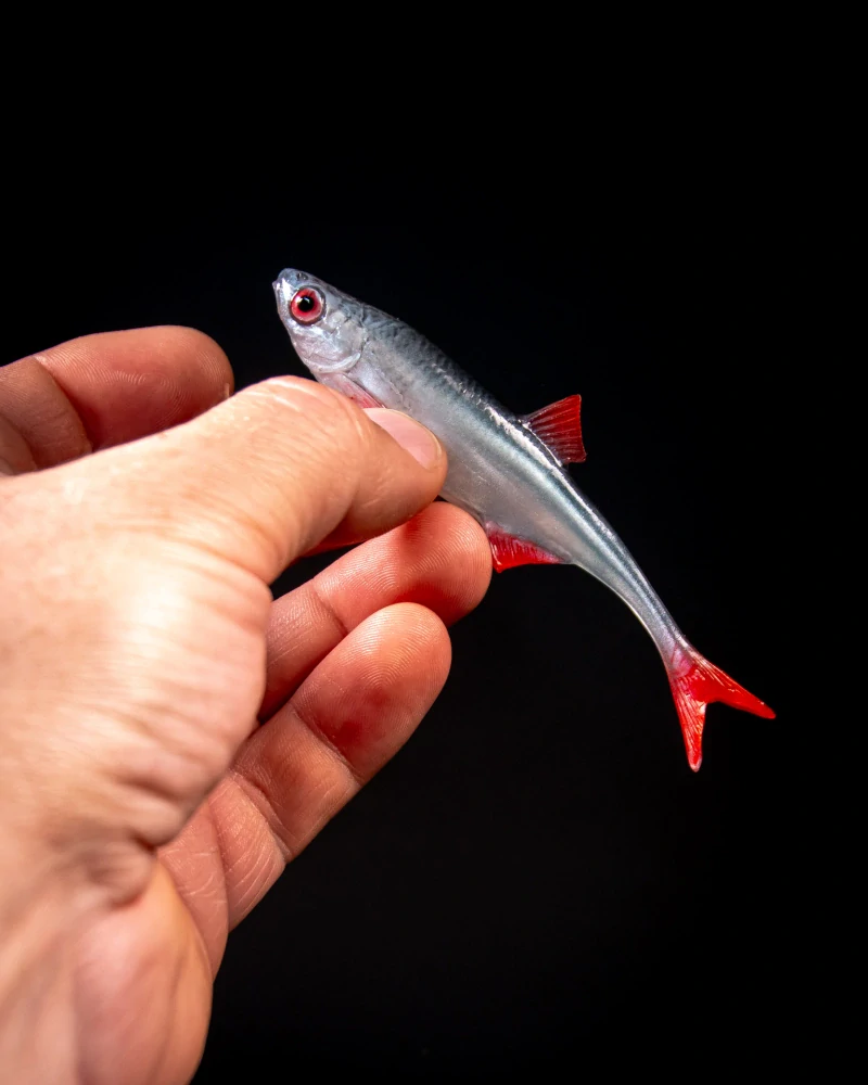 Angry Lures Bleak F-Tail 10cm NBR