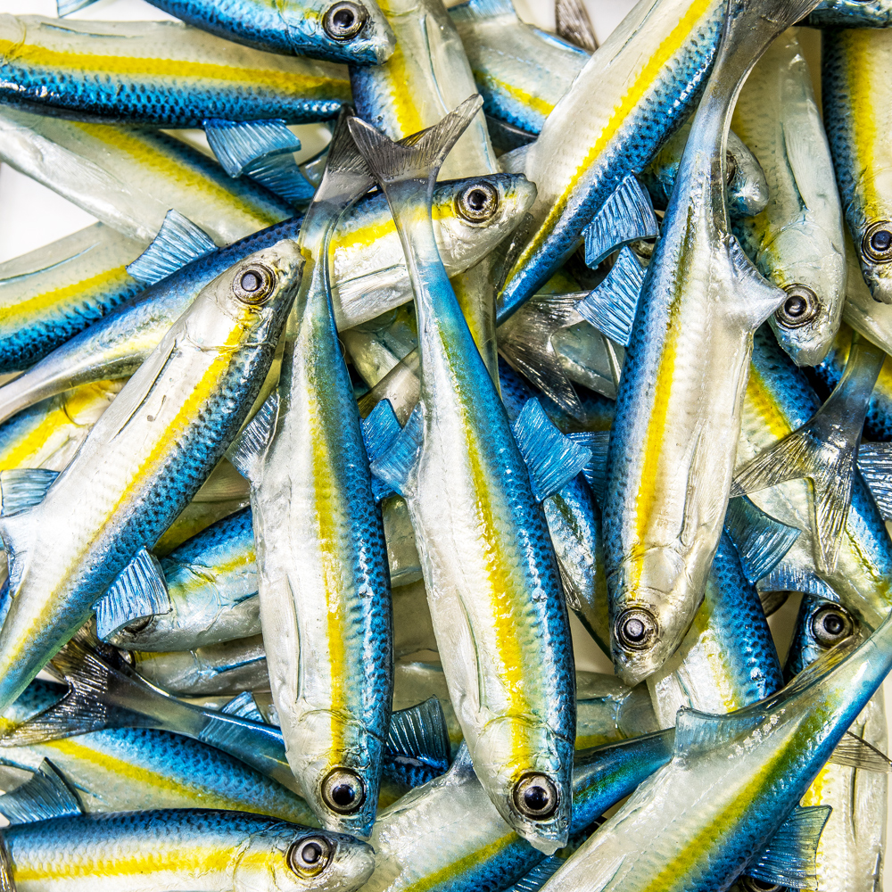 Angry Lures Bleak F-Tail 12,5cm TBY