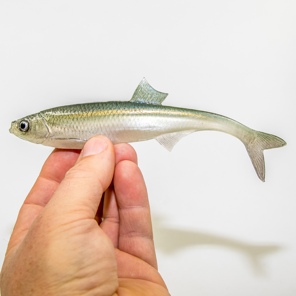 Angry Lures Bleak F-Tail 17cm WGY