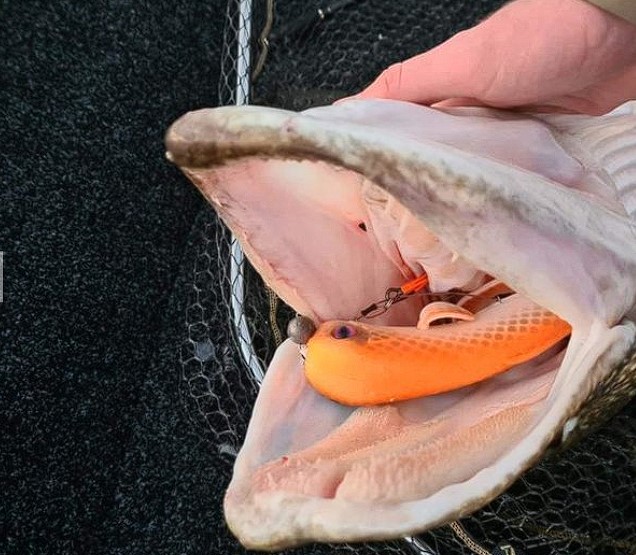 Revolution Tackle Channa Tail XXL 52cm Green Mamba