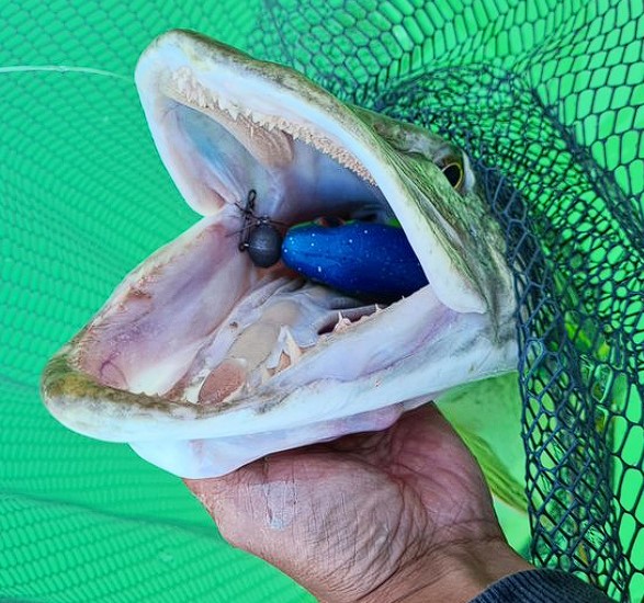 Revolution Tackle Dag Shad 21cm Mad Max II