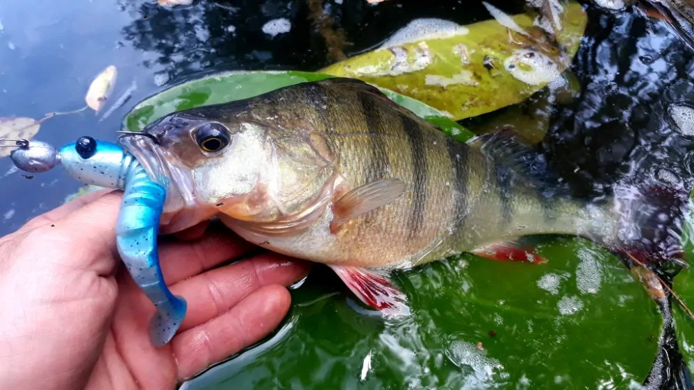 Delalande Skeleton 8cm Jungle