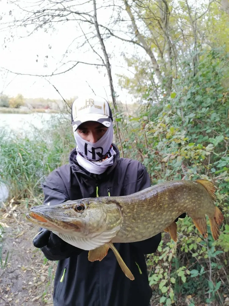 Delalande King 12cm Chartreuse