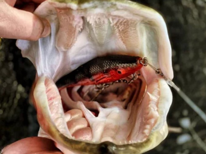 Gator Gum 18cm Hellboy Perch