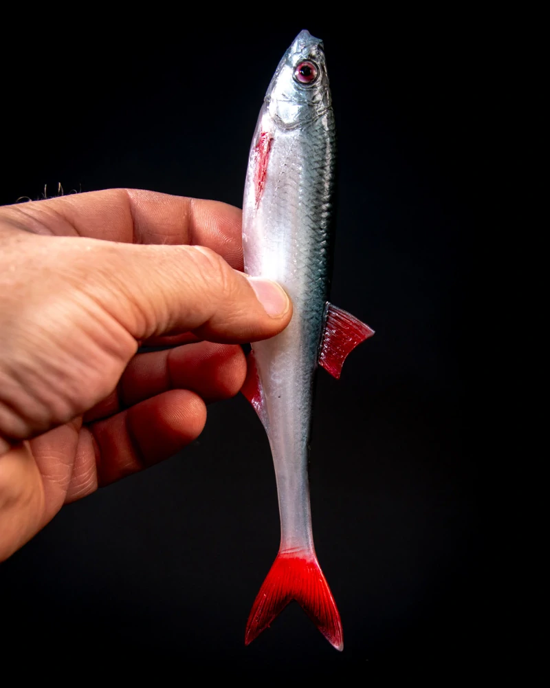 Angry Lures Bleak F-Tail 17cm NBR