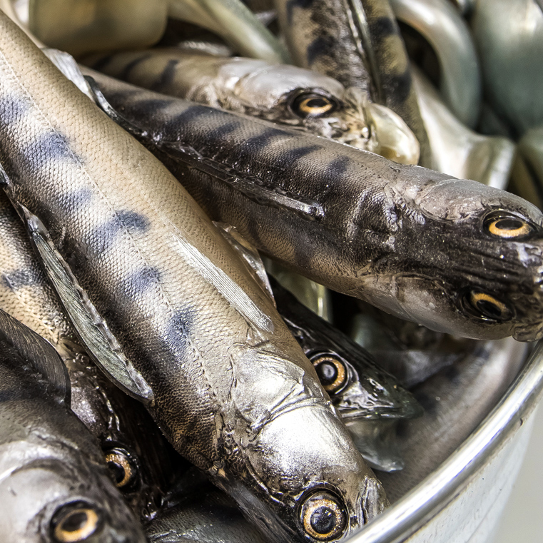 Angry Lures Zander 20,5cm NO