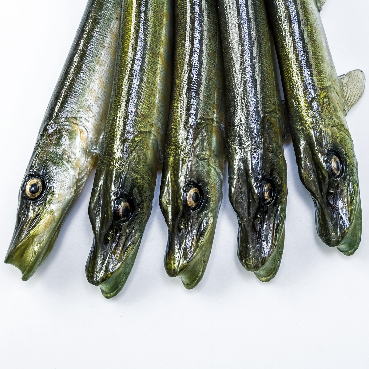 Angry Lures Pike 25cm NTA