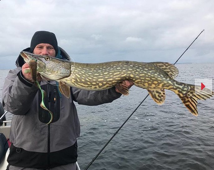 Revolution Tackle Channa Tail 34cm Black Amber