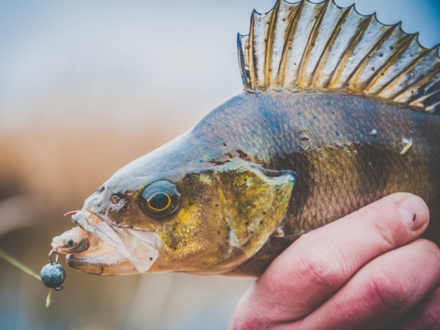 Angry Lures Stickleback 6cm N