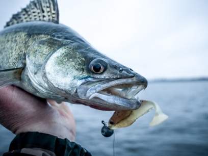 Angry Lures Ruffe 10cm NTA
