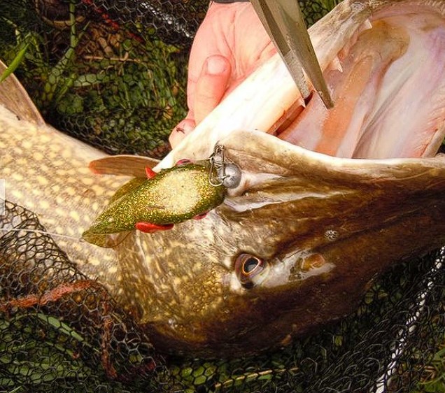 Revolution Tackle Channa Tail 34cm Black Amber