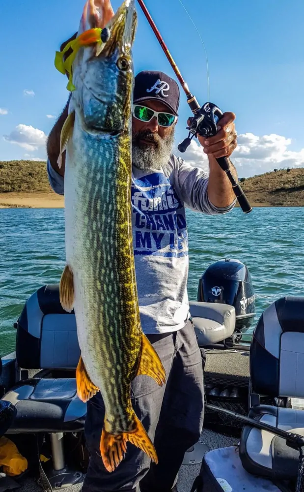 Delalande Neo Frog 18cm Yellow Frog