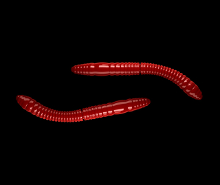 Libra Lures Fatty D´Worm Tournament 55mm 021 Red Krill 12ks