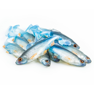 Angry Lures Roach 9cm NBO