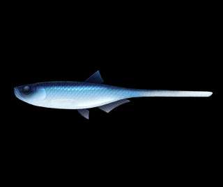 Libra Lures Bleak Slug Tail 21cm 003 Blue Whitefish